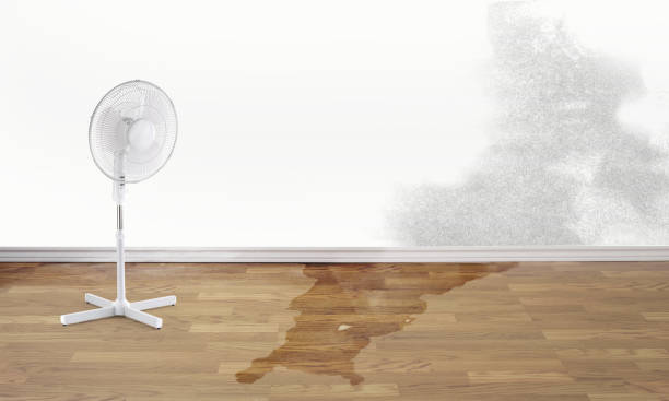 Best Carpet water damage restoration  in Rolla, MO